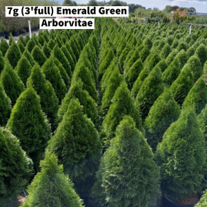 September 2022 7g (3ft full) Emerald Green Arborvitae